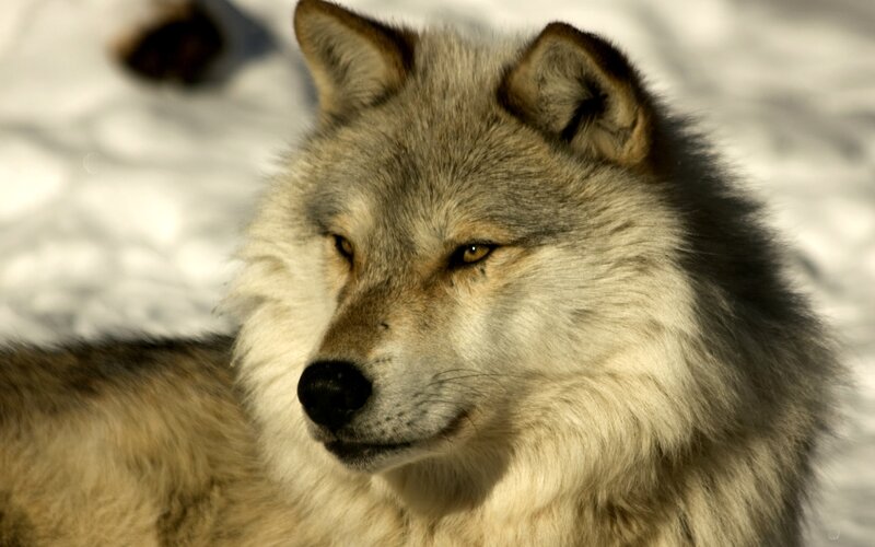 Wolf in Snow — Gray, Calm, Winter