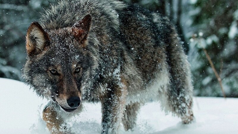Wolf in Snow — Gray, Cold