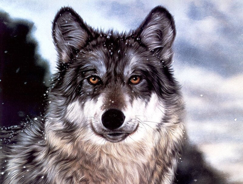 Wolf in Snow — Gray, Cold, Winter, Digital Art, Sky