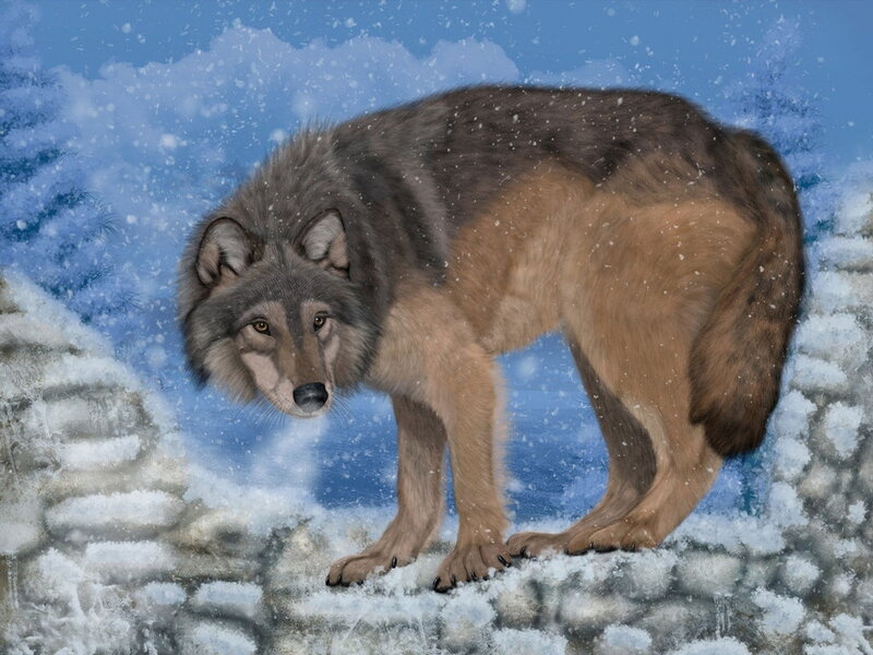 Wolf in Snow — Gray, Cold, Winter, Digital Art