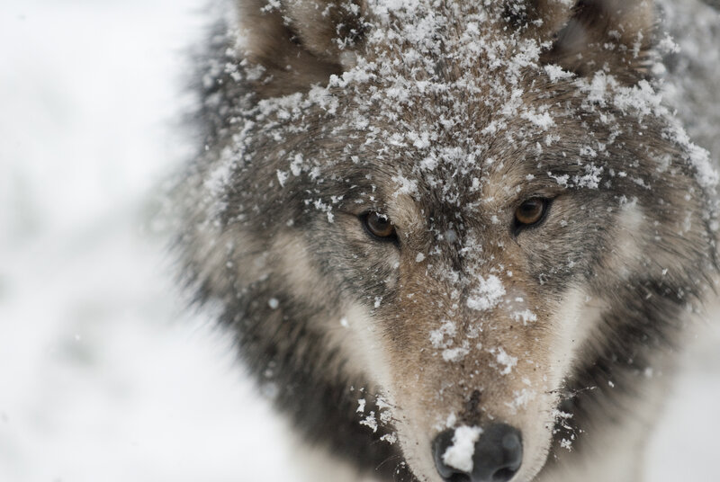 Wolf in Snow — Gray, Cold, Winter, Photograph, Eyes