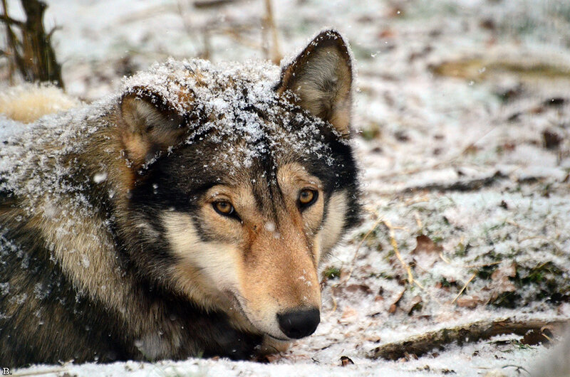 Wolf in Snow — Gray, Cold, Winter, Photograph, Ground
