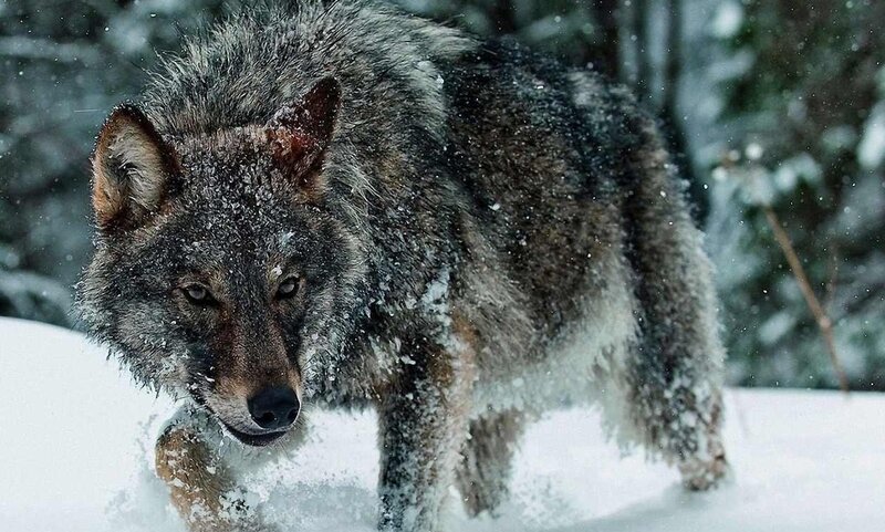 Wolf in Snow — Gray, Cold, Winter, Photograph