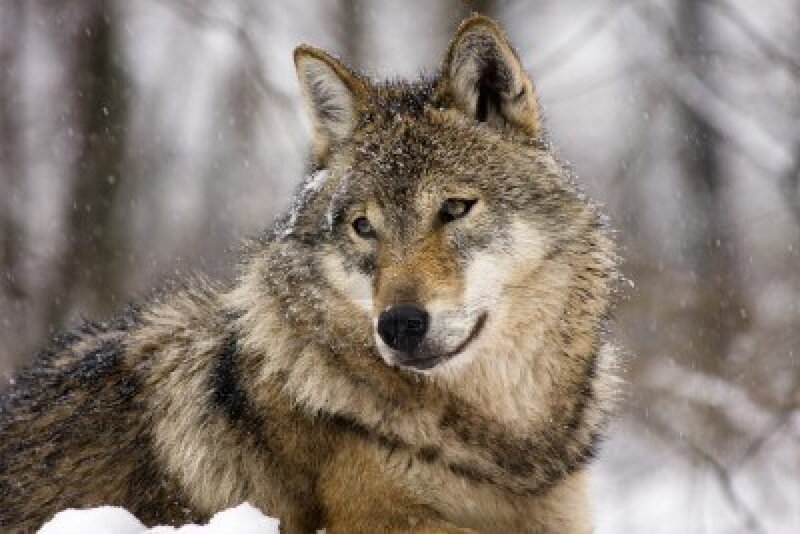 Wolf in Snow — Gray, Cold, Winter, Photograph, Trees