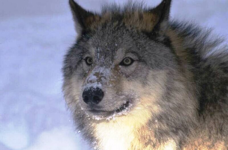 Wolf in Snow — Gray, Cold, Winter
