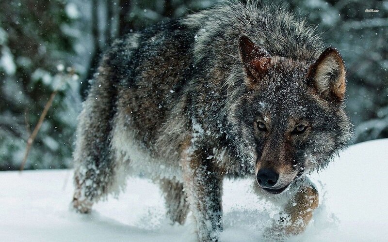 Wolf in Snow — Gray, Dramatic, Winter, Photograph, Forest