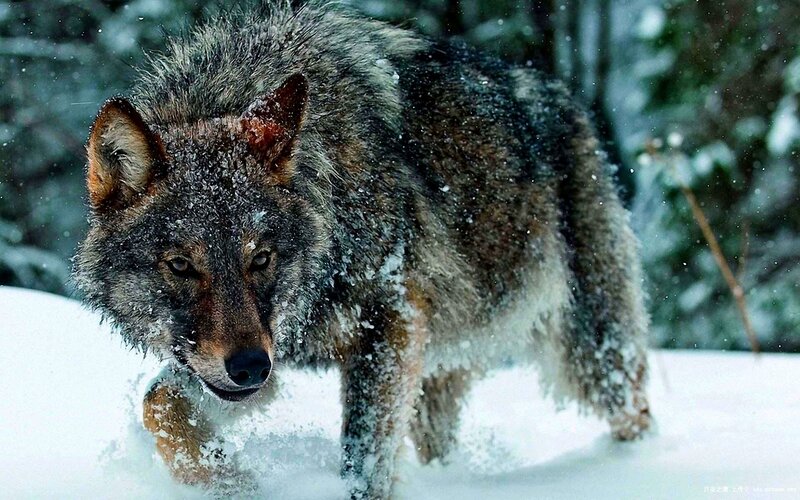 Wolf in Snow — Gray, Dramatic, Winter, Photograph