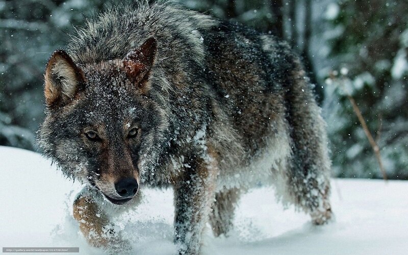 Wolf in Snow — Gray, Dramatic, Winter, Photograph, Trees