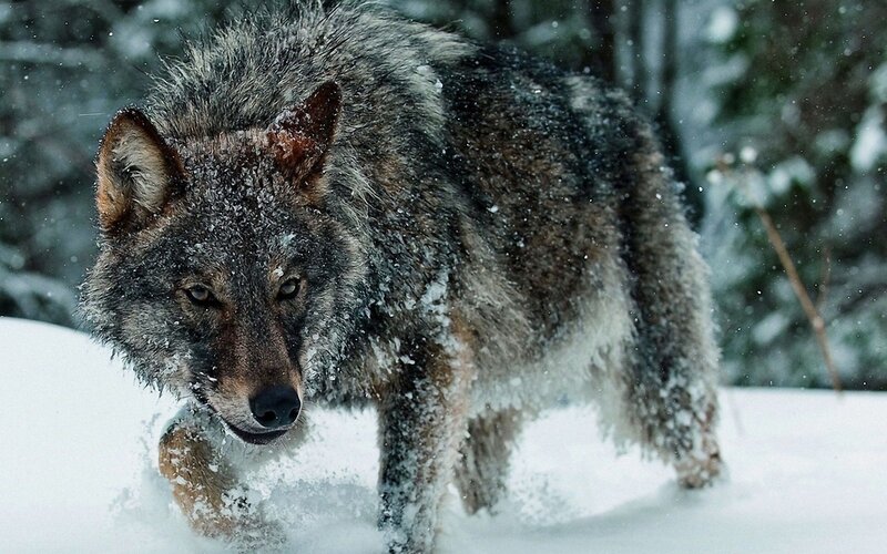 Wolf in Snow — Gray, Dramatic, Winter