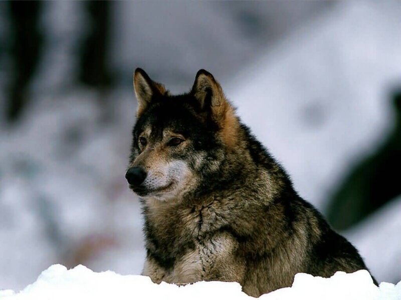 Wolf in Snow — Gray, Forest