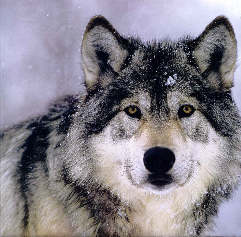 Wolf in Snow — Gray, Intense
