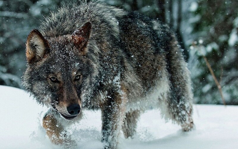 Wolf in Snow — Gray, Intense, Winter, Photograph, Forest