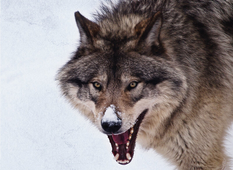 Wolf in Snow — Gray, Intense, Winter, Photograph, Open Mouth