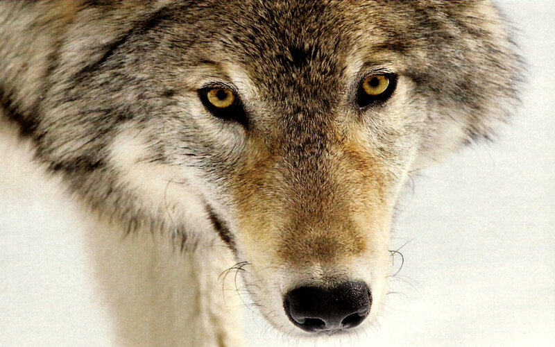 Wolf in Snow — Gray, Intense, Winter, Photograph