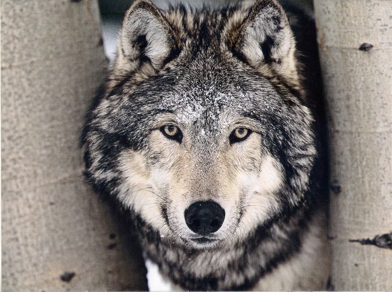 Wolf in Snow — Gray, Intense, Winter, Photograph, Tree