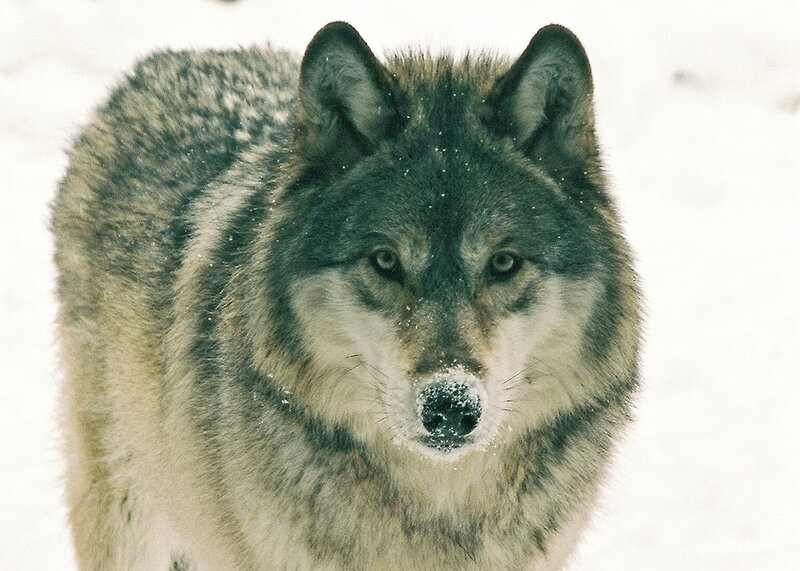 Wolf in Snow — Gray, Neutral, Winter