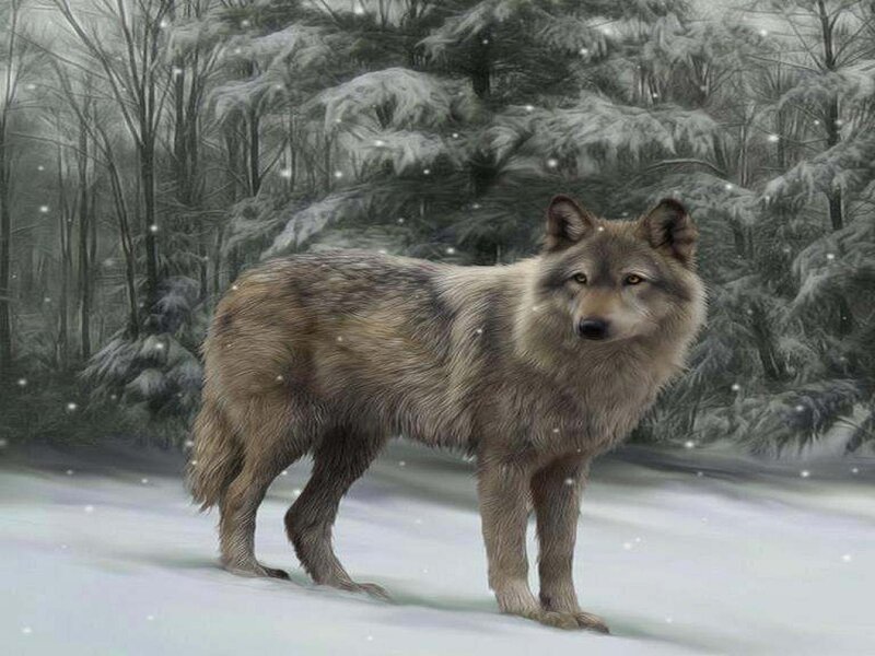 Wolf in Snow — Gray, Serene