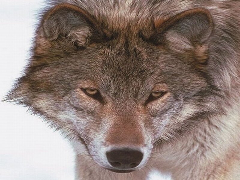 Wolf in Snow — Gray, Serious