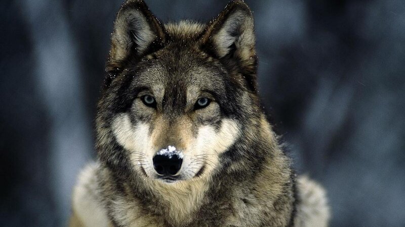 Wolf in Snow — Gray, Serious, Winter, Photograph, Forest
