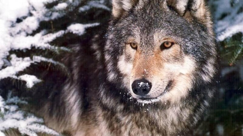 Wolf in Snow — Gray, Serious, Winter