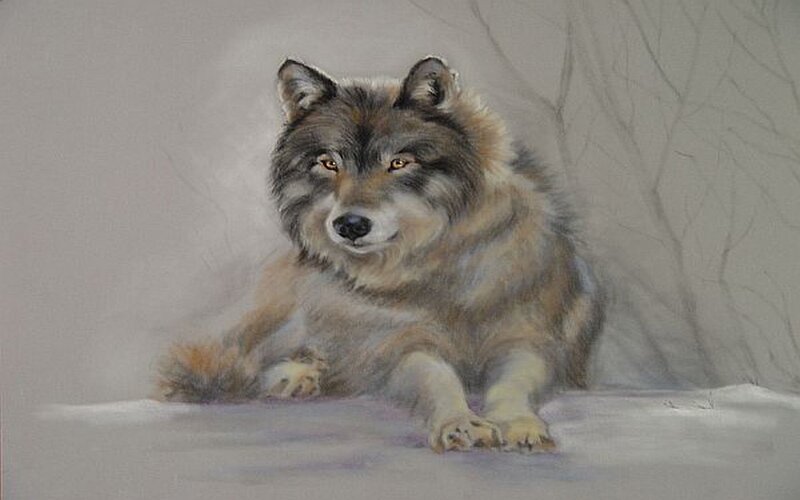 Wolf in Snow — Gray