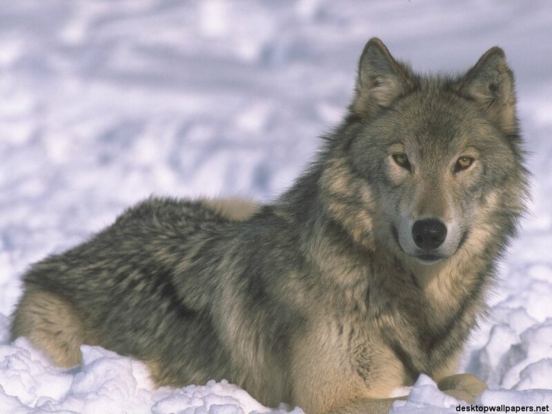 Wolf in Snow — Gray, Winter