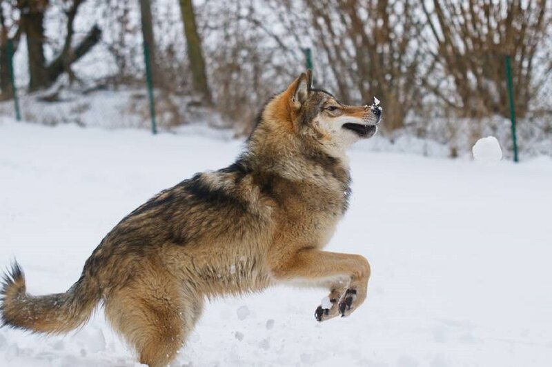 Wolf in Snow — White, Active