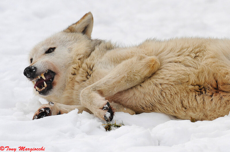 Wolf in Snow — White, Aggressive