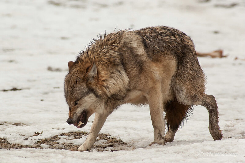 Wolf in Snow — White, Aggressive, Winter, Photograph, Ground