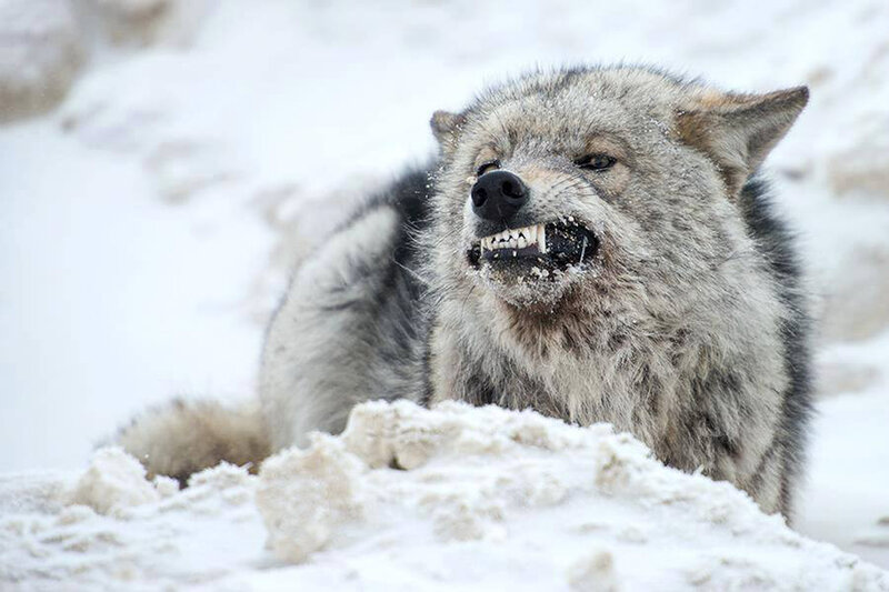 Wolf in Snow — White, Aggressive, Winter, Photograph