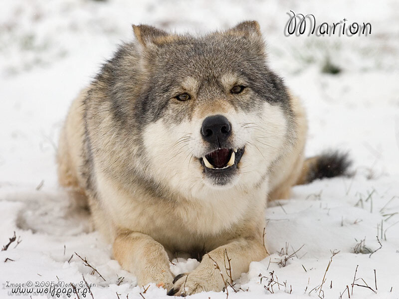 Wolf in Snow — White, Alert