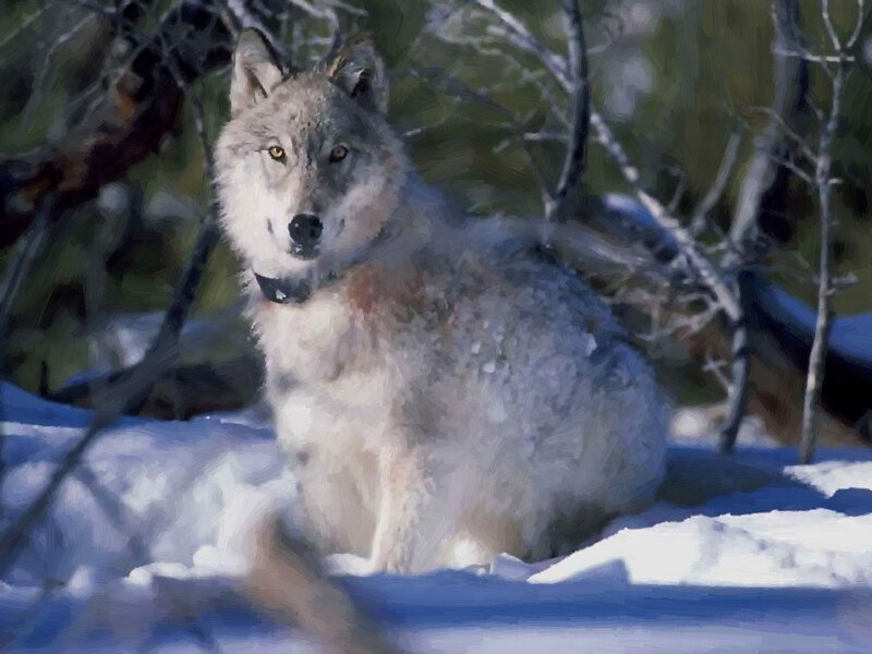 Wolf in Snow — White, Alert, Winter, Painting