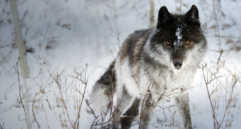 Wolf in Snow — White, Alert, Winter, Photograph, Branches