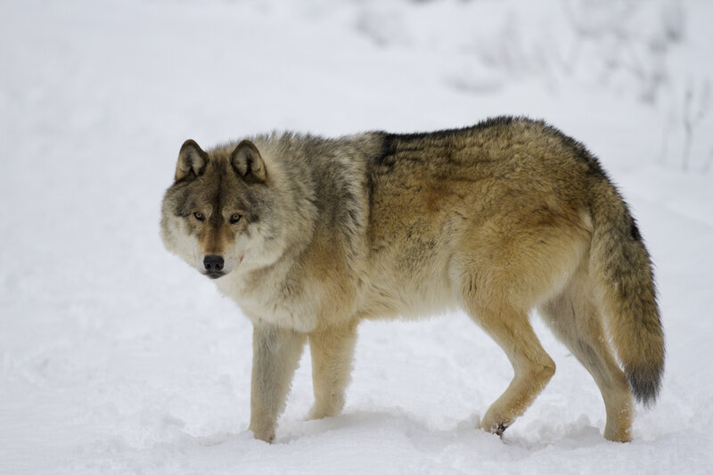 Wolf in Snow — White, Alert, Winter, Photograph, Forest