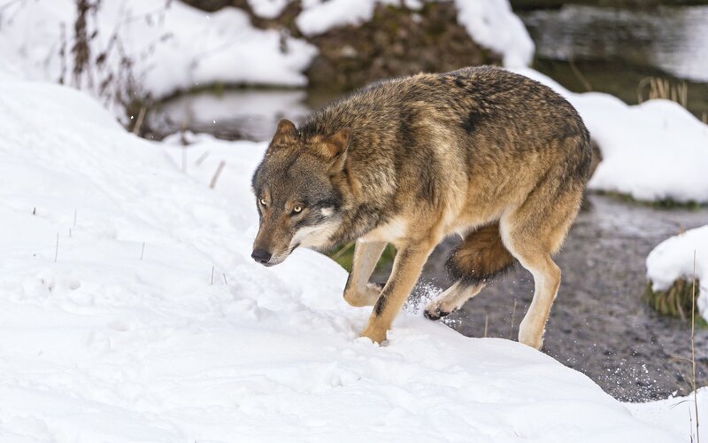 Wolf in Snow — White, Alert, Winter, Photograph, River, Forest