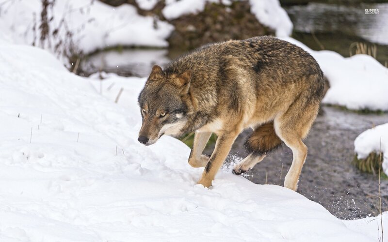 Wolf in Snow — White, Alert, Winter, Photograph, River