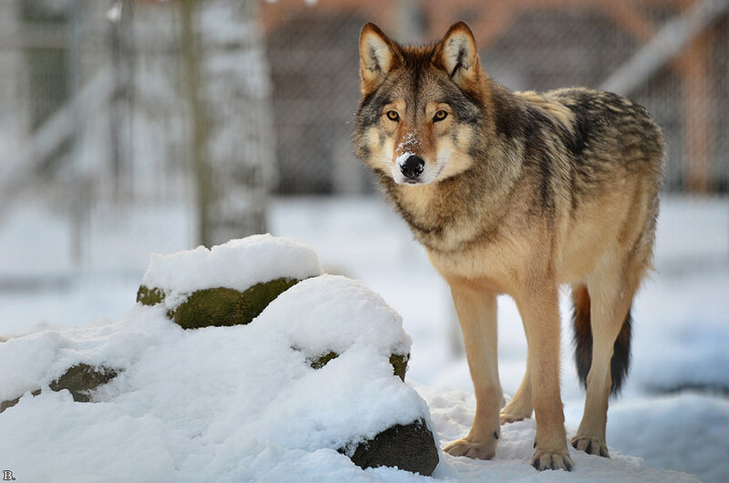 Wolf in Snow — White, Alert, Winter, Photograph, Rock, Forest