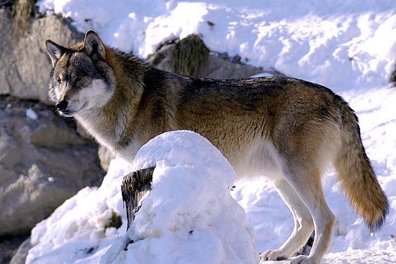 Wolf in Snow — White, Alert, Winter, Photograph, Rock