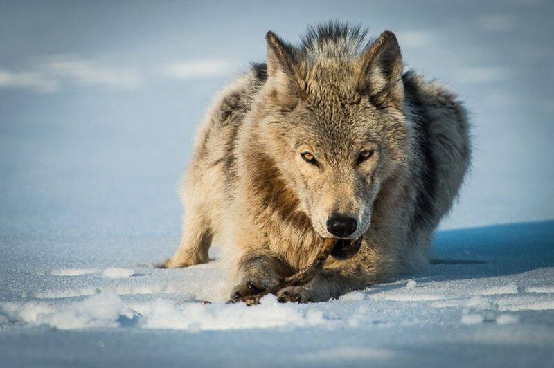 Wolf in Snow — White, Alert, Winter, Photograph, Stick