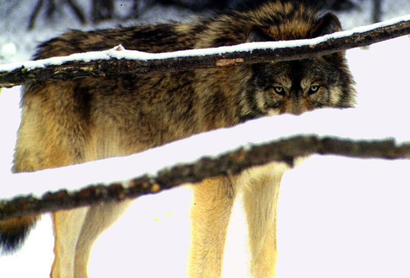 Wolf in Snow — White, Alert, Winter, Photograph