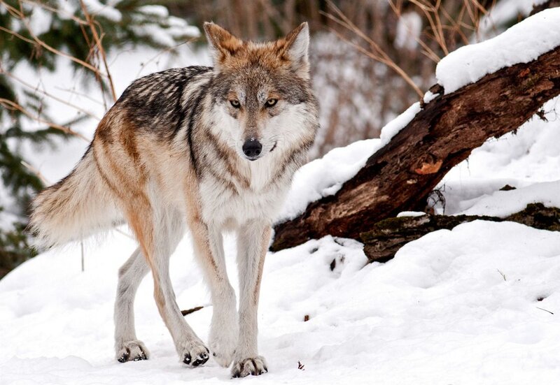 Wolf in Snow — White, Alert, Winter, Photograph, Tree