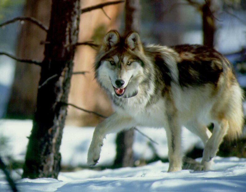 Wolf in Snow — White, Alert, Winter, Photograph, Trees, Forest, Brown