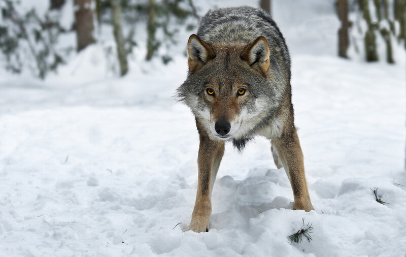 Wolf in Snow — White, Alert, Winter, Photograph, Trees, Forest
