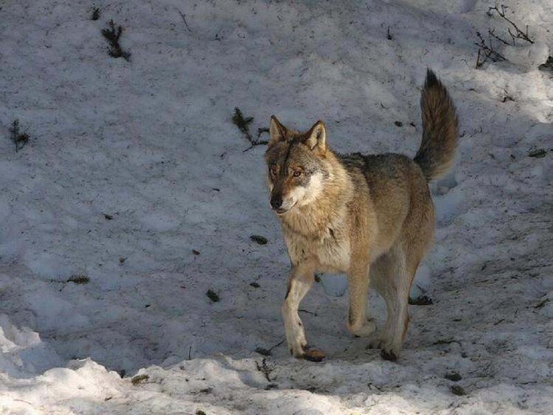 Wolf in Snow — White, Alert, Winter, Photograph, Trees, Ground