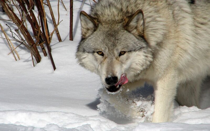 Wolf in Snow — White, Alert, Winter, Photograph, Twigs