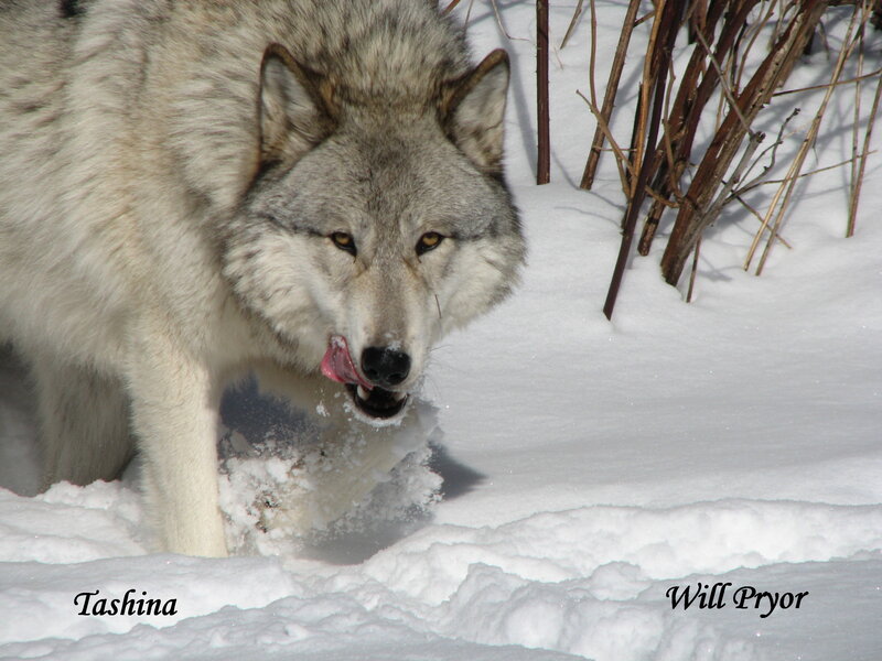 Wolf in Snow — White, Alert, Winter