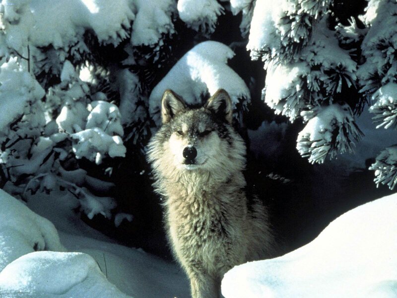 Wolf in Snow — White, Black