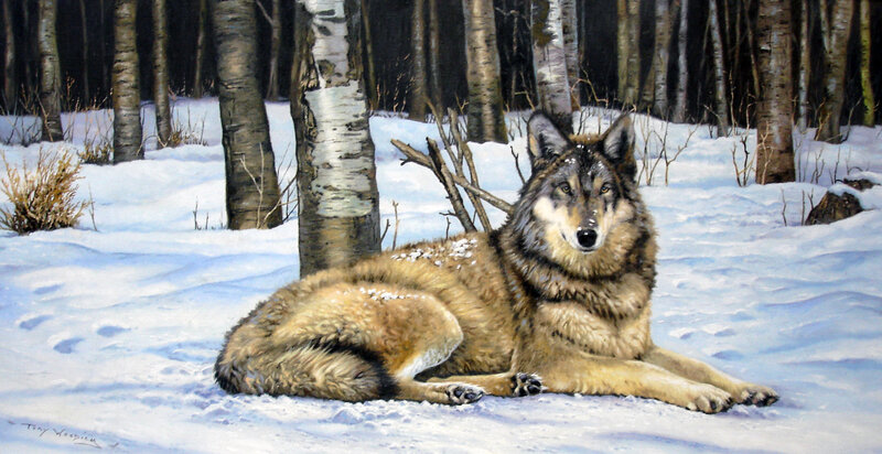 Wolf in Snow — White, Calm