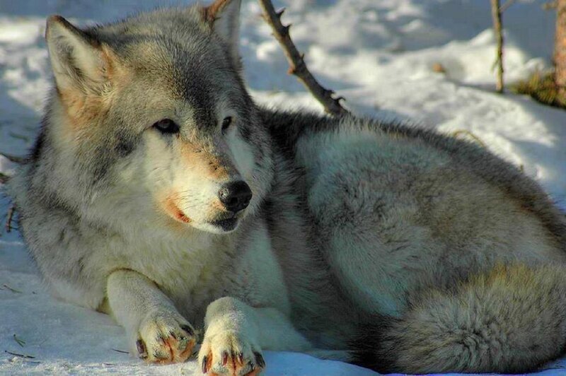 Wolf in Snow — White, Calm, Winter, Photograph, Branch