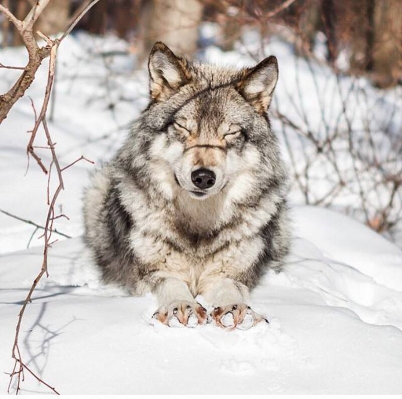 Wolf in Snow — White, Calm, Winter, Photograph, Branches, Forest